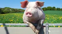 如何完美地拍出一只猪？给属猪的你！