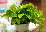 绿色植物风水：厨房绿色植物净化空气，收集财富