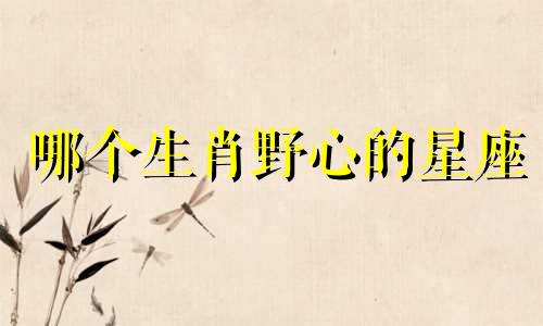 哪个生肖野心的星座