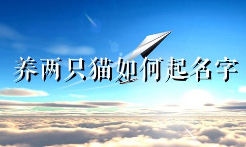 养两只猫如何起名字