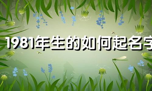 1981年生的如何起名字