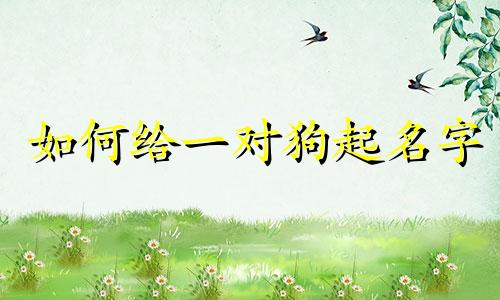 如何给一对狗起名字