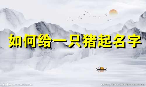 如何给一只猪起名字