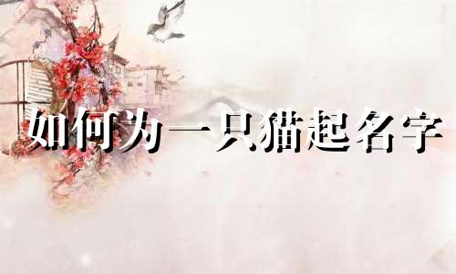 如何为一只猫起名字