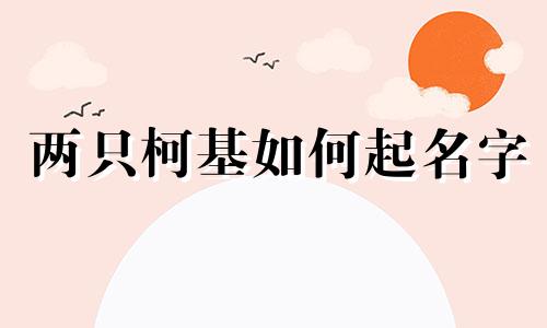 两只柯基如何起名字